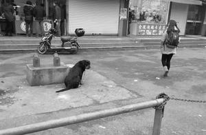 Rottweiler Abandoned by Owner, Roadside Shop Owner Adopts It, It Begins to Work for the New Owner