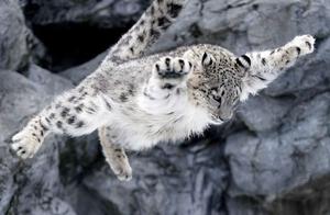 Rare Snow Leopard Cub Cuddles and Dives on Mother Seeking 'Baby Leopard'