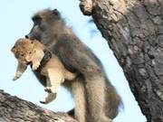 Baboon Disputes Over Cubs Leads to 'War', Lion Cub Abducted - Despite Care, Survival Remains Unlikely