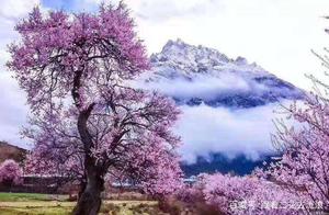 Suitable for Excursions – Longquan Peach Blossoms