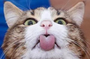 Why Do Cats Yowl During Mating, While Dogs Mate Quietly?