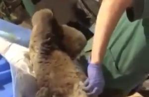 Red Panda's Rebirth Amidst the Flames: Begging for Scratches Like a Beloved Pet Dog
