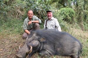 An Unknown Pig Species Lives in the African Rainforests - Giant Forest Hog