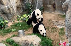 Hong Kong Ocean Park's Two Giant Pandas Successfully Breed Naturally, Expected to 'Have New Cubs' This Year