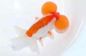 Experience | Three Difficulties in Breeding Water Blisters and Solutions