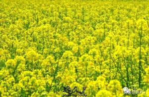 Awaken the Beautiful Moments #Golden Moments# This time, I'm going to Muyuan to experience a different rapeseed flower world