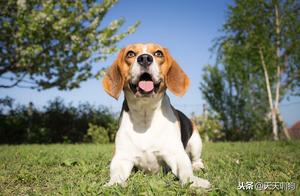4 Training Tips Based on Dog Characteristics