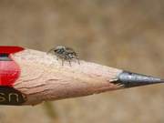 As open as a peacock, the peacock spider, which dances the 'dance of love,' is a good remedy for overcoming spider fear.