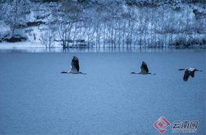 High-Definition Photo Album: Hezheng, Yunnan – Cranes Dancing on the Snowy Plain is More Beautiful