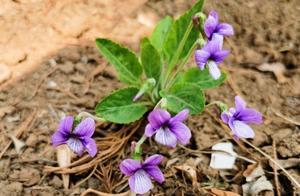 Purple Cabbage Flowers Bloom Again
