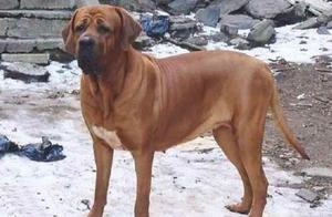 Tosa Inu, a Natural Silent Warrior, the King of Oriental Fighting Dogs