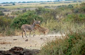 A Lioness Spotted a Donkey While Hunting, Wondering Where It Came From Before Pouncing and Locking Its Throat.