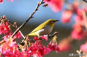 Huangshan's 'Shu Yi An' Birds Celebrate Spring