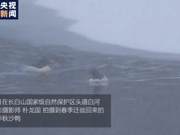 Playing in the Snow! Chinese White-throated Ducks Appear in Jilin Changbai Mountain