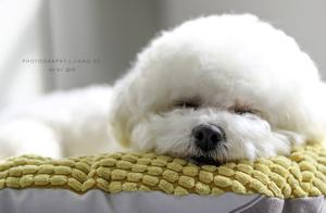 6 Signs of Worms in Bichon Frises - If Yours Has Them, Deworm Immediately