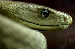 Flash-Like Speed Black Mamba