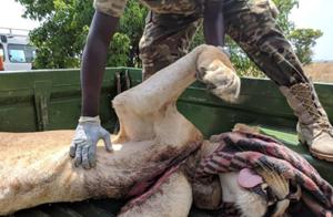Illegal Poaching is Severe, a Female Lion in Africa Almost Severed in Half by Poachers' Snares