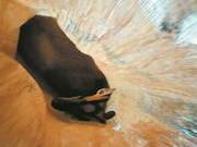 A Red Sika Deer Unexpectedly Enters a Farmer's Home