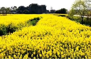 Beautiful Scenery: Spring, She's Waiting for You at Panlong Bay