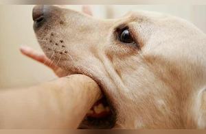 Be Cautious When Contacting Animals, Pay Attention to Bites and Scratches, and Take Proper Measures to Ensure Safety
