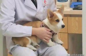 The Corgi is Angry! Netizens Exploited Its Weakness with One Sentence to Resolve the Situation