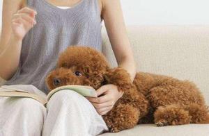 The 4 Things Teddy Dogs Are Most Anxious About – Most People Can't Approach Them