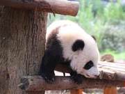 Cute and Warm! Panda Base's 'Cheng Cheng' Records a COVID-19 MV