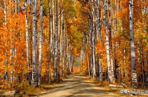 Oh, Birch Trees / Zhao Yinchen