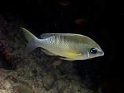 Water's Sea Fish (93) - Golden Thread Fish (1): Zebra Scorpionfish