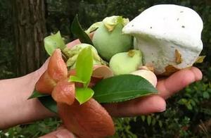 The Fruit on the Mountain is Ripe, You Can Pick It and Eat It, 00-Generation and Northerners Don't Recognize It