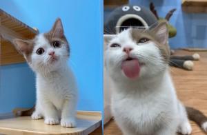 Tiny Kitten with Tongue Out Licking Glass - Fast and Chaotic