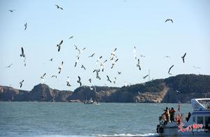 Rongcheng, Shandong: 'Home of the Black-Tailed Gulls' Haile Island Inaugural Tour Welcomes Guests