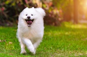 Dog Plays Alone Outside, Carrying a Phone, Owner: 'If You Two Are Holding Me, I Would Have Been Home Already'