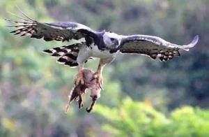 I even feel like I can't beat a single bird, walking with the swagger of a hulking brute.