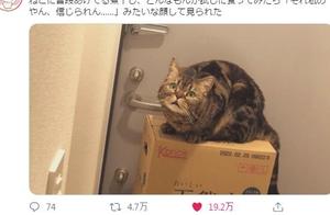 Are You Also an Individual? Owner Steals Cat Food, 'Shocked Cat' Faces Online Frenzy