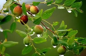 Spring Passes, Autumn Returns: The Red Sour Plums of My Hometown's Hills
