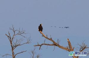 Xingkai Lake National Nature Reserve Records First Photograph of Great White Pelican