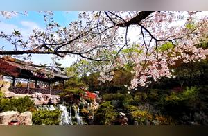 Sakura Pink, Peony Red, Pear White - March Fireworks Captivate Eyes