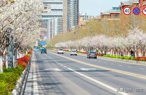 Is There a Cherry Blossom Avenue in Lincun, Yancheng? (or Where is the Cherry Blossom Avenue in Lincun?)