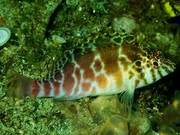 Water-Captured Sea Fish (101): Spotted Golden Threadfin Goby (An)
