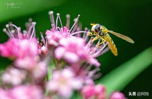 This insect is somewhat similar to a bee, but please be assured, it will not sting you.