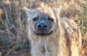 Why Don't Hyenas Ever Attack Humans? Netizens: Those That Attack Now Are First-Class Protected Animals