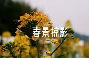 Spring Scenery Fragments | Let's Go See the Colorful Space Mustard Flowers in Spring