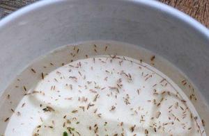 Are Daphnia Really Difficult to Raise? Sharing My Breeding Experience