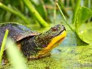 Using Green Water or Mud Water for Turtle Keeping? Simulate Natural Turtle Keeping, and You Can Also Keep Turtles Well