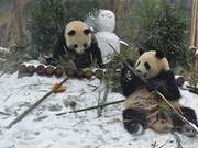 Giant Pandas Spend Their First Winter in Xining