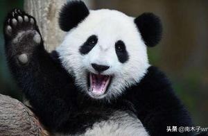 Why Do Pandas Bite People and Then Go on Hunger Strike? Is It Due to a Guilty Conscience? Let's Hear What the Keepers Say