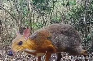Lost Species Rediscovered: Silver-Backed Serrow Deer Found After 30 Years