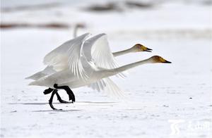 Altyn County Bayinqitou: Swans Begin 'Honeymoon Period'