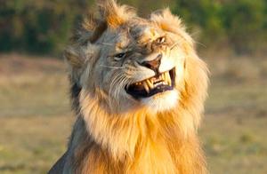 Lion Grass on the Ground Courted a Lioness, Captured Throughout, This Expression Was Truly High-Energy
